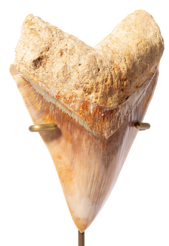 Museum quality megalodon tooth 14 cm (5.51 