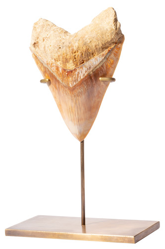 Museum quality megalodon tooth 14 cm (5.51 