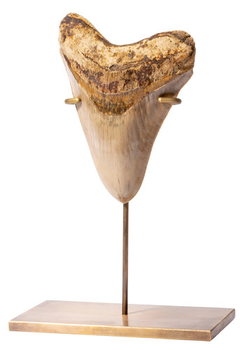 Museum quality megalodon tooth 13,7 cm (5.39 