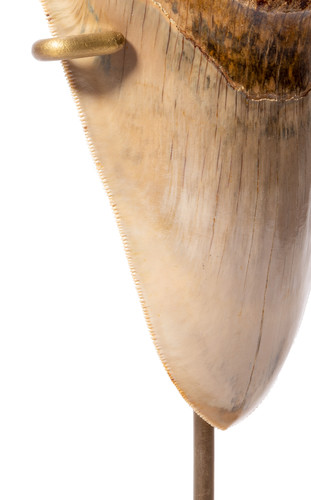 Museum quality megalodon tooth 13,7 cm (5.39 
