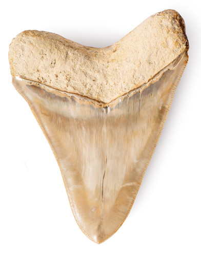 Museum quality megalodon tooth 13,7 cm (5.39 