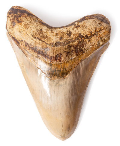 Museum quality megalodon tooth 13,7 cm (5.39 