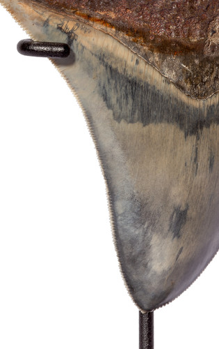Collector quality megalodon tooth 13,2 cm (5.2 