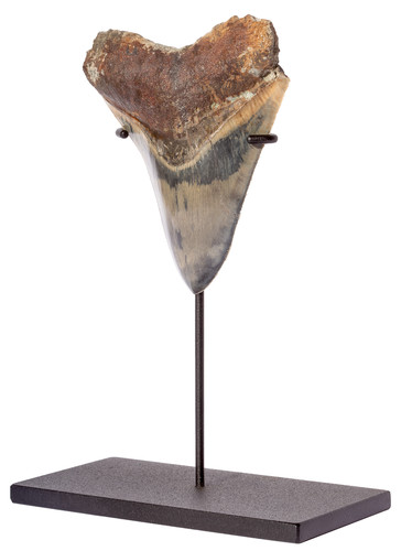 Collector quality megalodon tooth 13,2 cm (5.2 