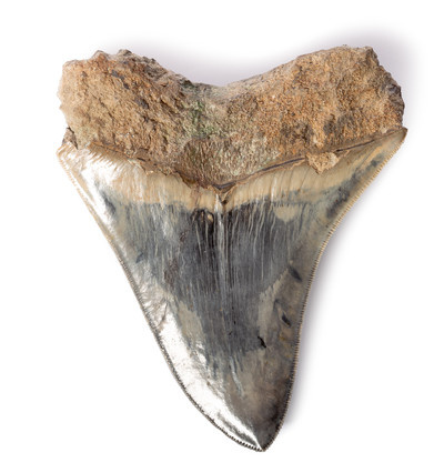 Collector quality megalodon tooth 13,2 cm (5.2 