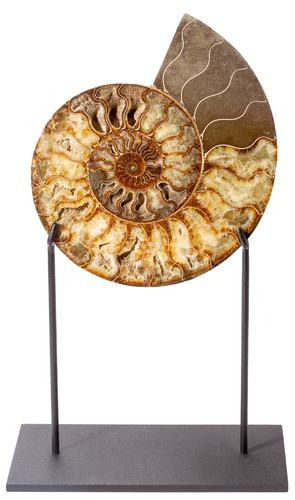 Ammonite Cleoniceras sp. 