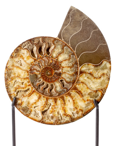 Ammonite Cleoniceras sp. 