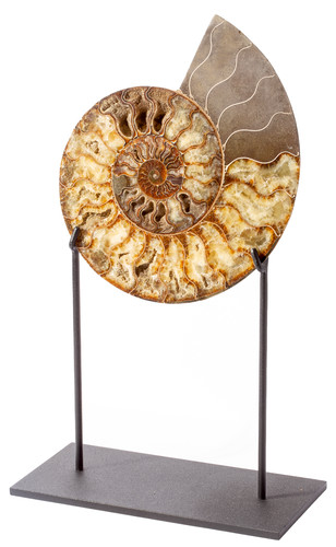 Ammonite Cleoniceras sp. 