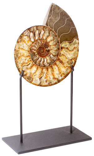 Ammonite Cleoniceras sp. 