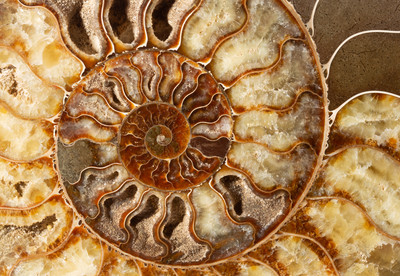 Ammonite Cleoniceras sp. 