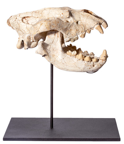 Adcrocuta skull