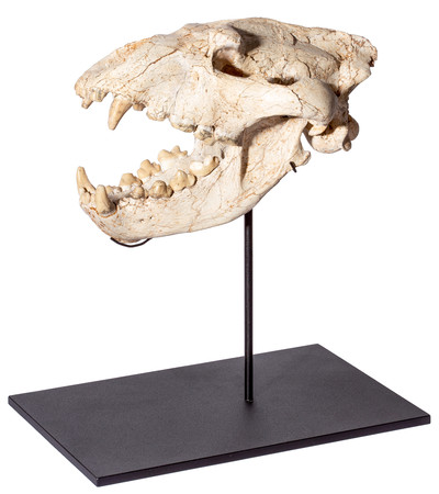 Adcrocuta skull