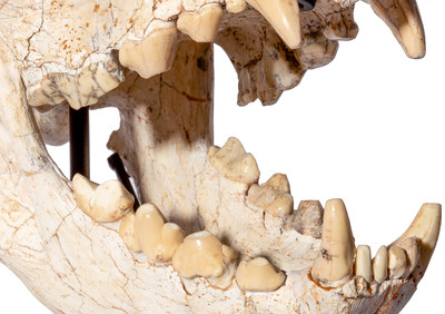 Adcrocuta skull