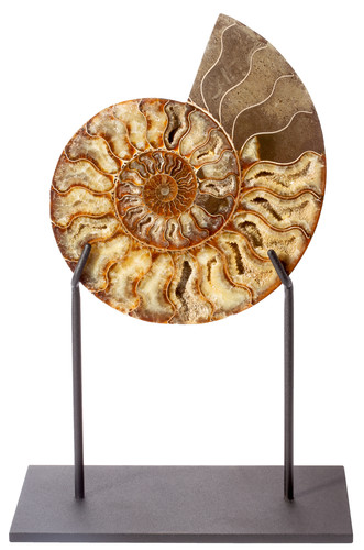 Ammonite Cleoniceras sp.