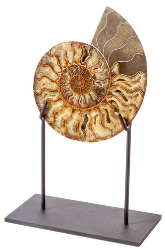 Ammonite Cleoniceras sp.