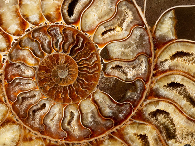 Ammonite Cleoniceras sp.