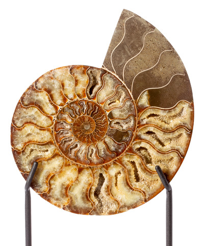 Ammonite Cleoniceras sp.