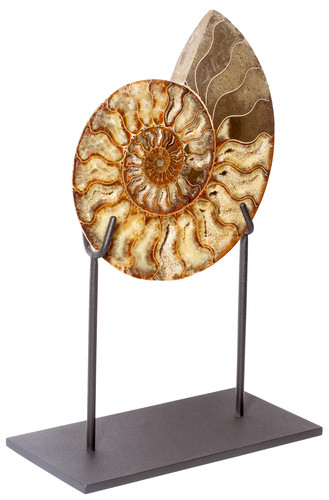 Ammonite Cleoniceras sp.