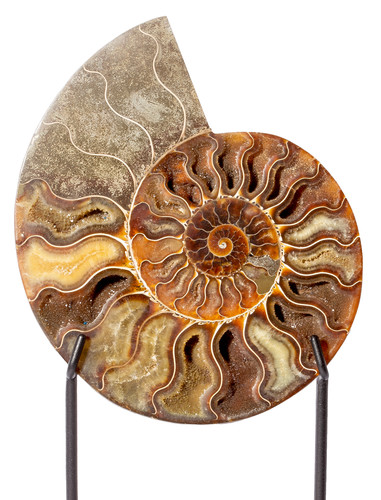 Ammonite Cleoniceras sp. 