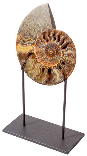 Ammonite Cleoniceras sp. 