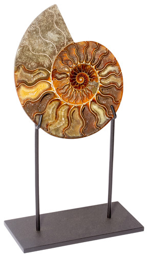 Ammonite Cleoniceras sp. 