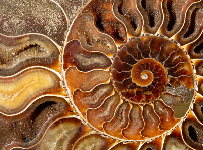 Ammonite Cleoniceras sp. 