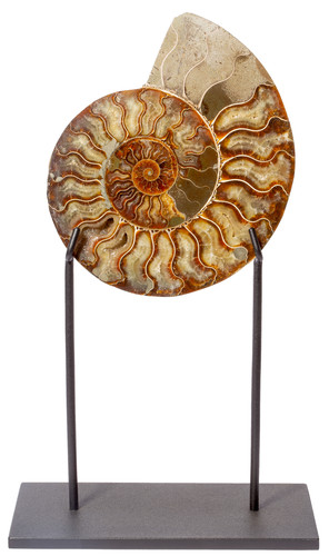 Ammonite Cleoniceras sp.