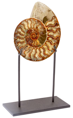 Ammonite Cleoniceras sp.