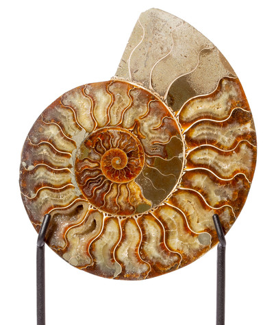 Ammonite Cleoniceras sp.