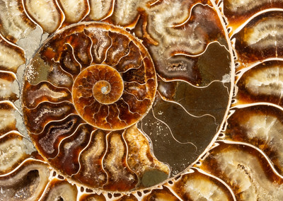 Ammonite Cleoniceras sp.