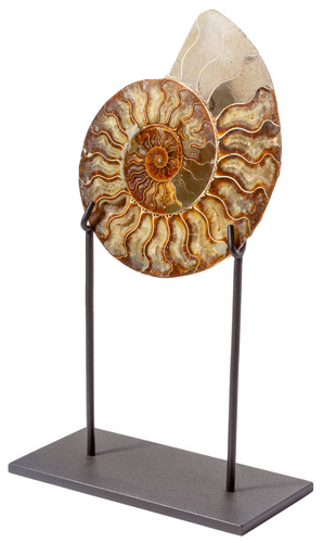 Ammonite Cleoniceras sp.