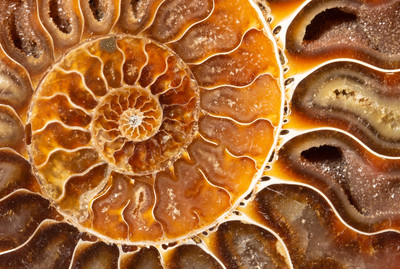 Ammonite Cleoniceras sp. 