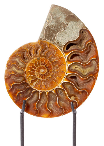 Ammonite Cleoniceras sp. 