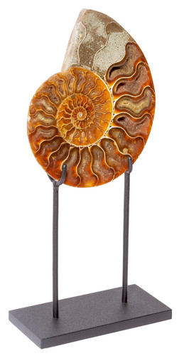 Ammonite Cleoniceras sp. 