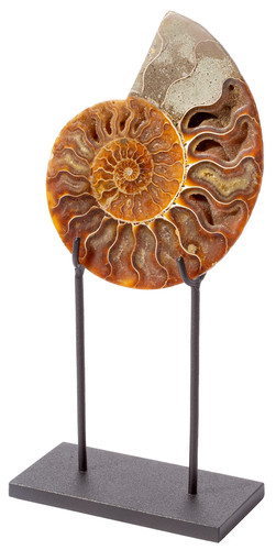 Ammonite Cleoniceras sp. 