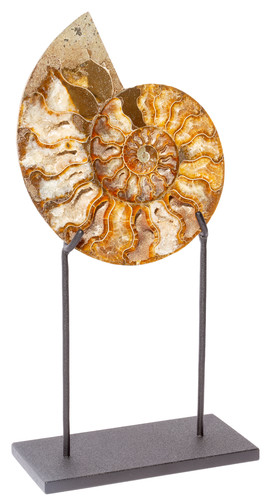 Ammonite Cleoniceras sp. 