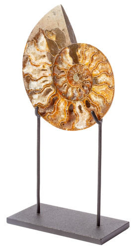 Ammonite Cleoniceras sp. 