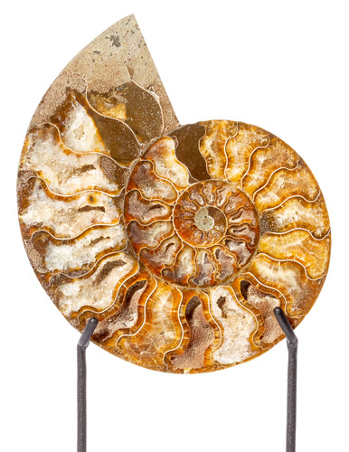 Ammonite Cleoniceras sp. 