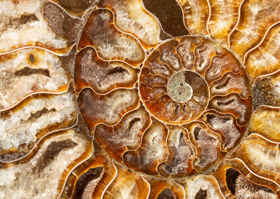 Ammonite Cleoniceras sp. 