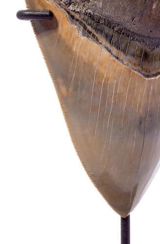 Museum quality megalodon tooth 12,9 cm (5.08 