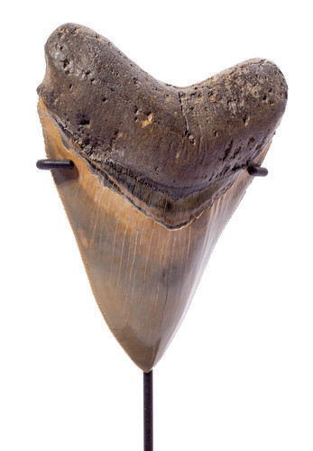Museum quality megalodon tooth 12,9 cm (5.08 