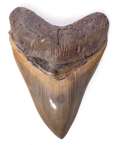 Museum quality megalodon tooth 12,9 cm (5.08 