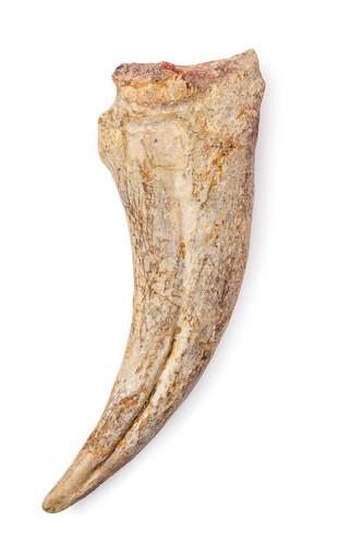 Spinosaurus claw