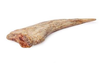 Spinosaurus claw