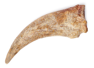Spinosaurus claw