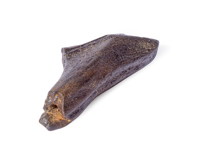 Edmontosaurus sp. tooth