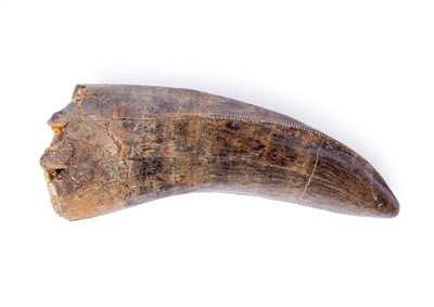 Tyrannosaurid tooth