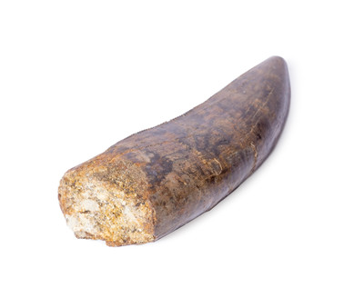 Tyrannosaurid tooth