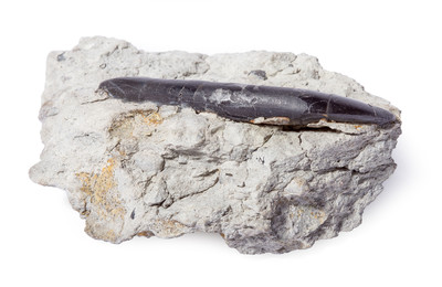 Allosaurus sp. tooth