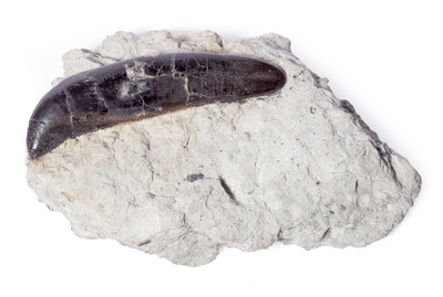 Allosaurus sp. tooth
